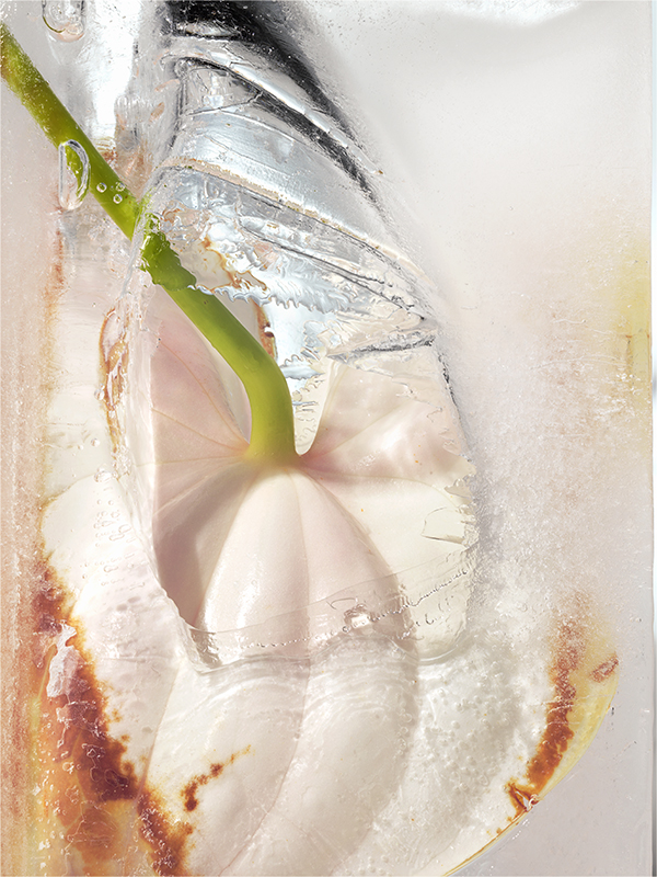 04_ICEFLOWER_LDF_0106-09